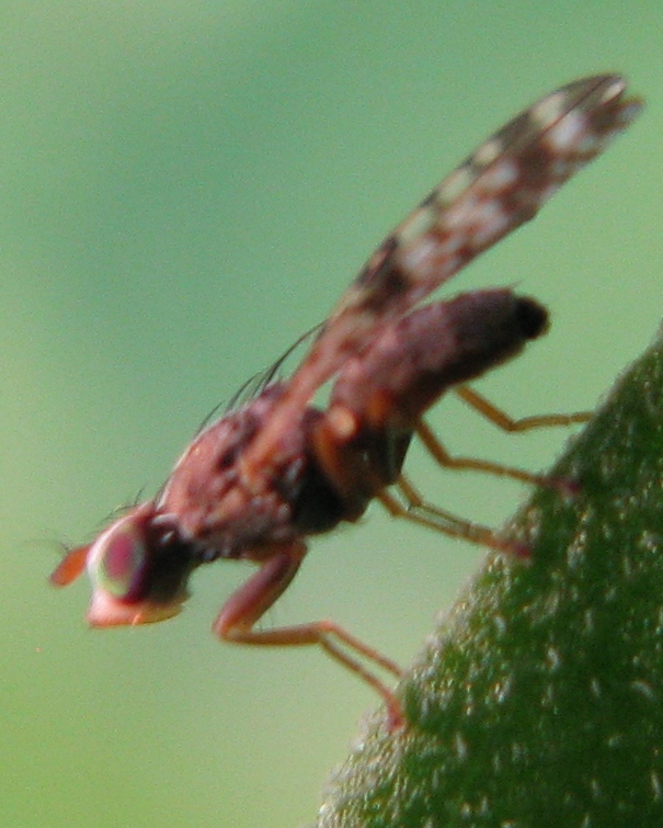 Tephritidae ?